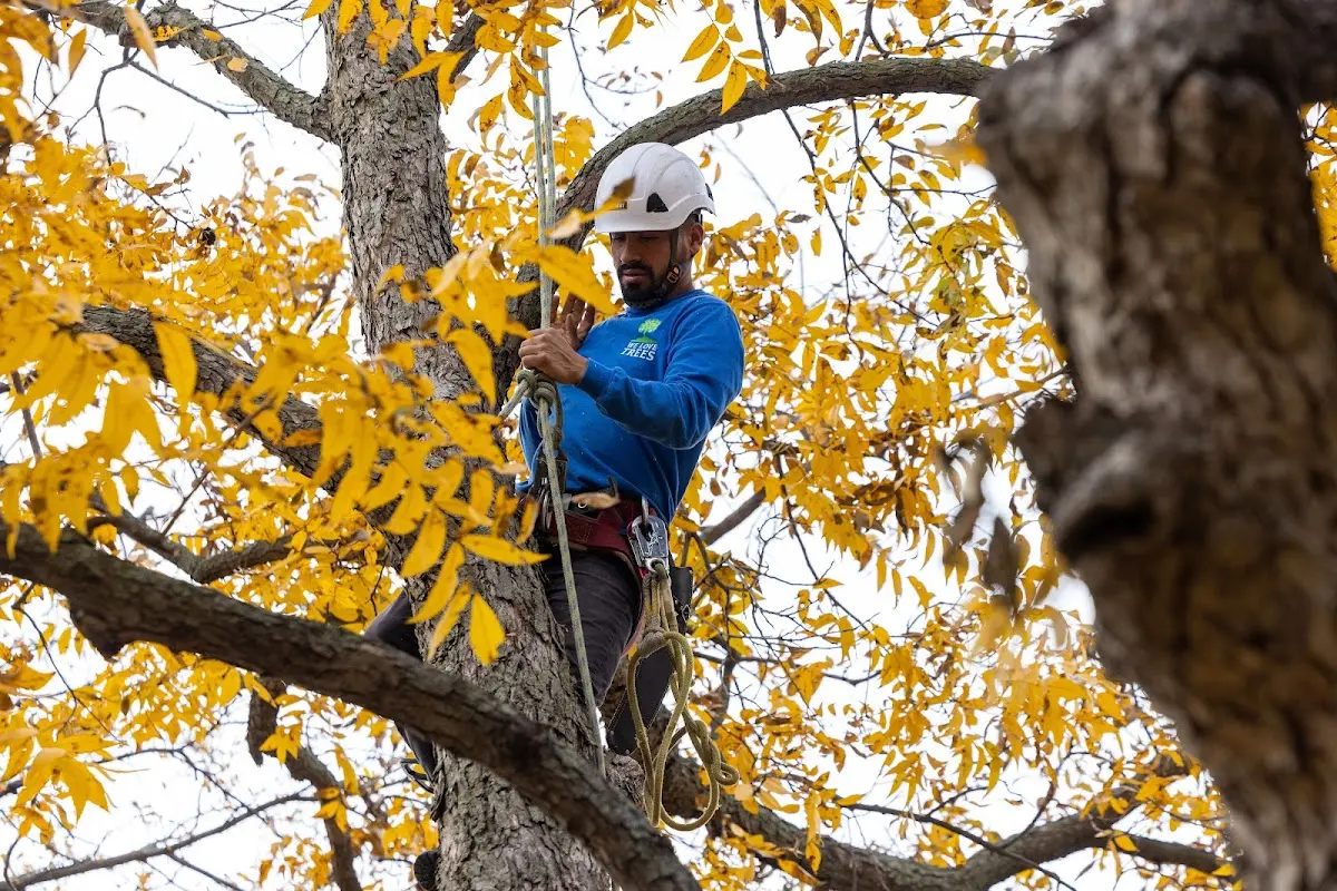 Skilled Tree Trimming crew working in Sebree