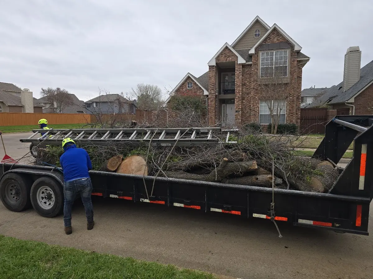 Expert Deadwooding with proper safety equipment in Sebree